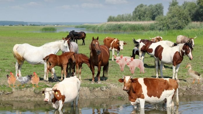 best-farm-animals